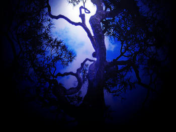 blue.tree.l.jpg